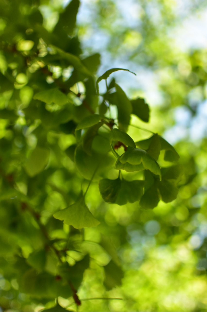 dsc 0545 foto gaby mueller ramart natura futura