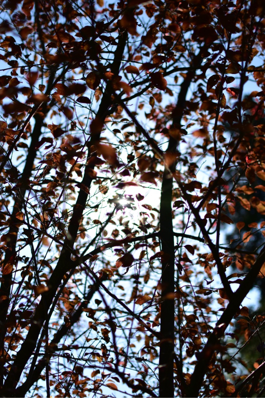 dsc 0568 foto gaby mueller ramart natura futura