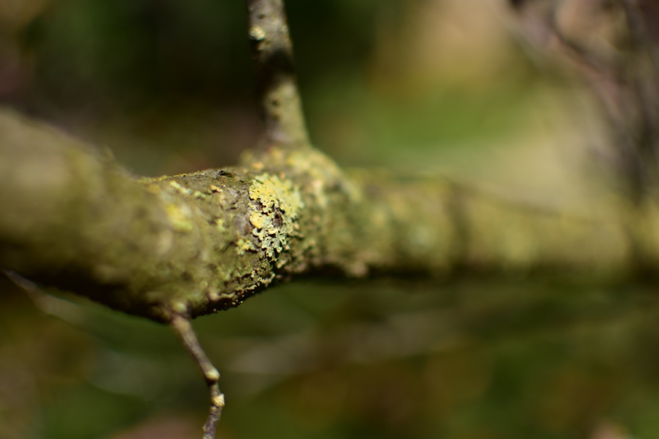 dsc 0586 foto gaby mueller ramart natura futura