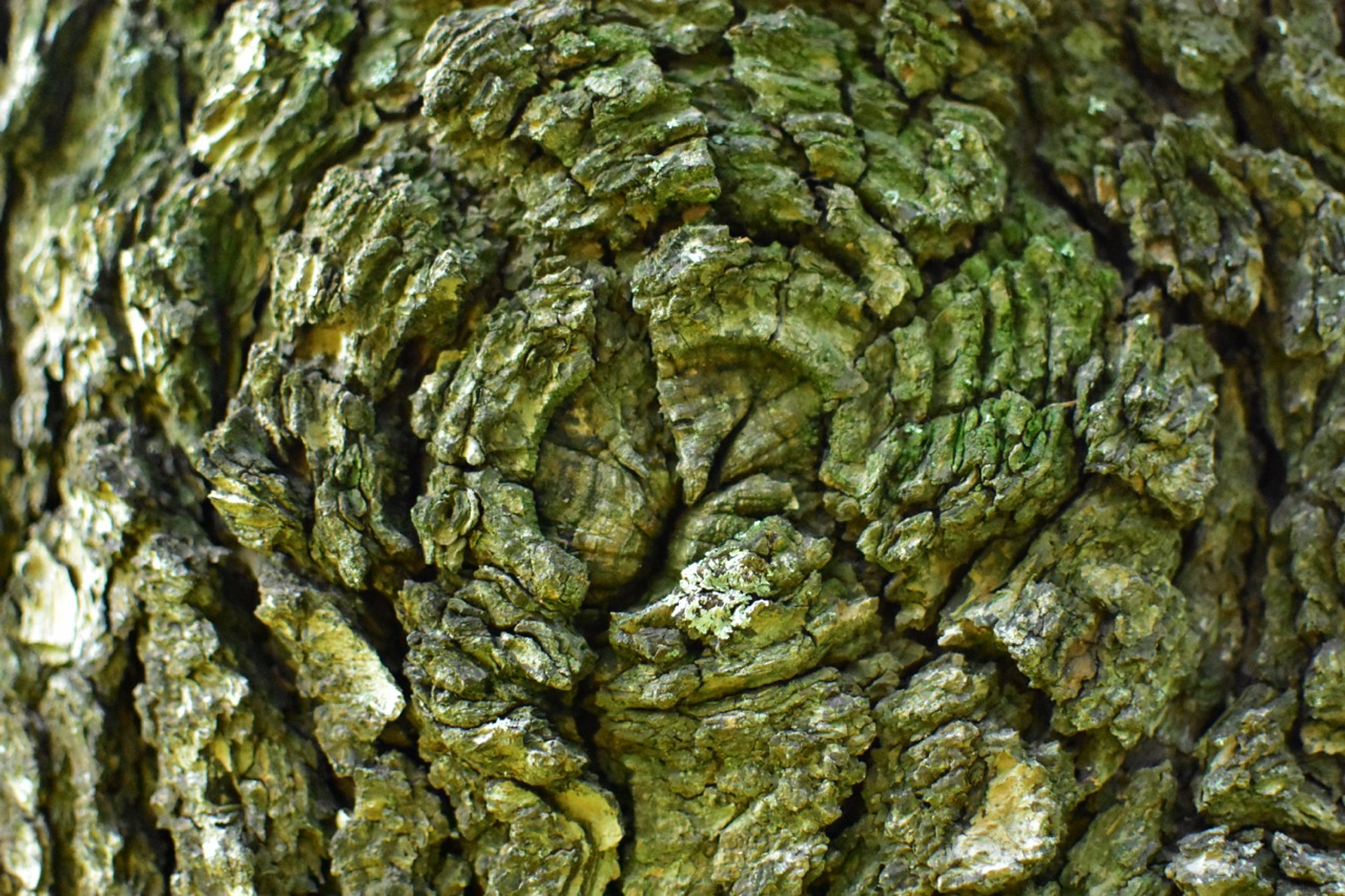 dsc 0607 foto gaby mueller ramart natura futura