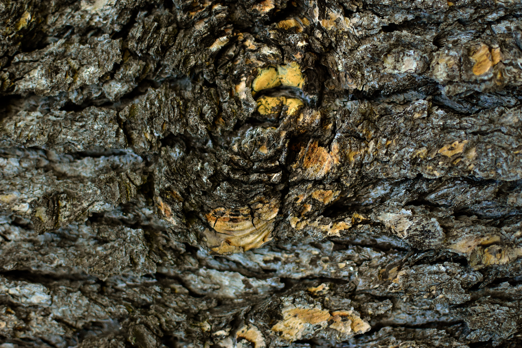 dsc 0611 foto gaby mueller ramart natura futura