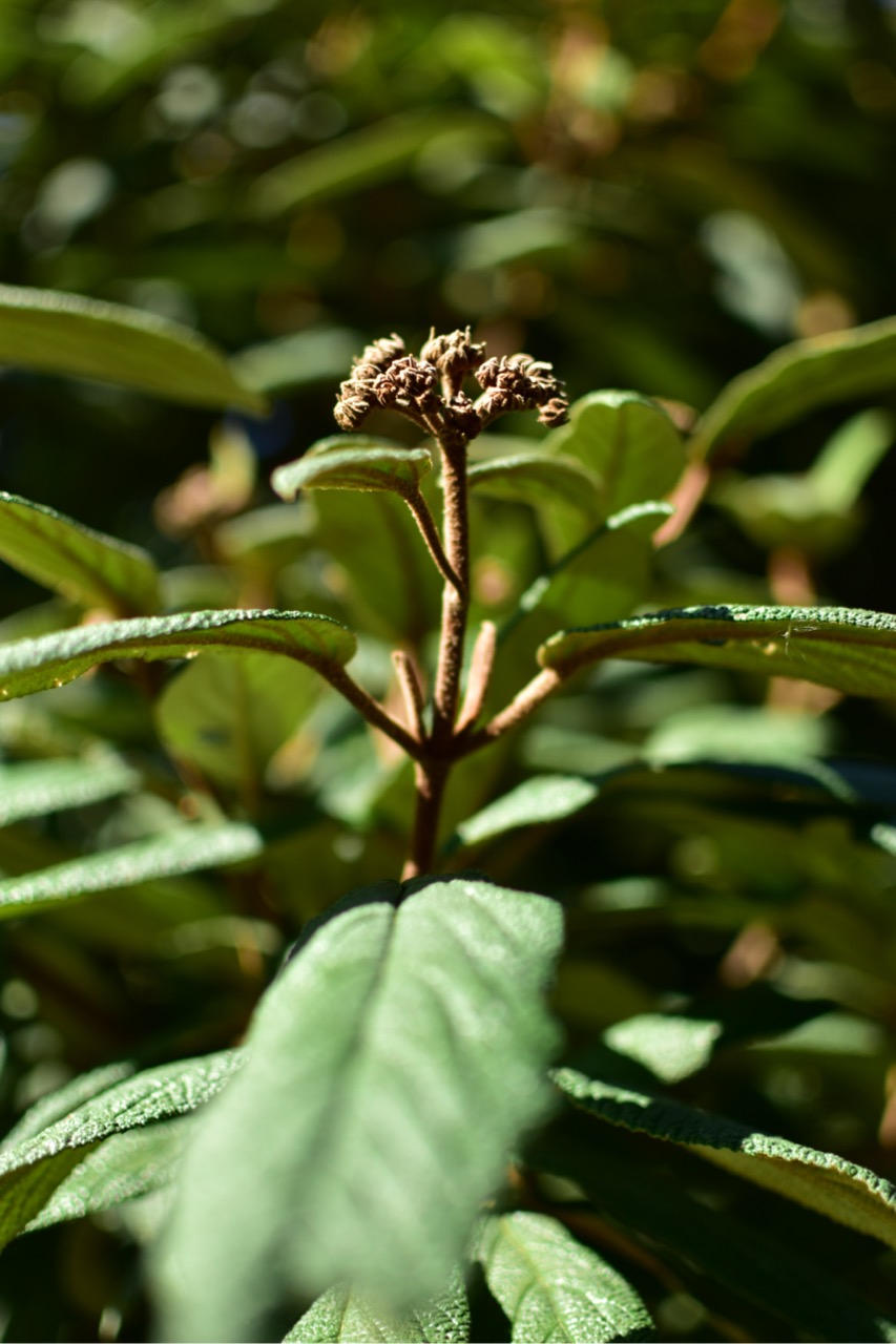 dsc 0616 foto gaby mueller ramart natura futura