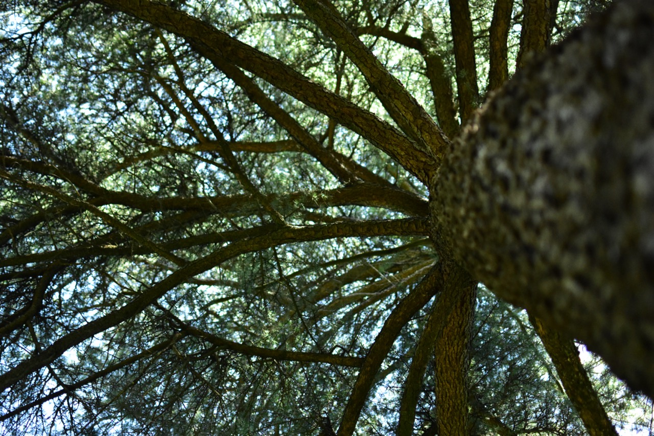 dsc 0679 foto gaby mueller ramart natura futura