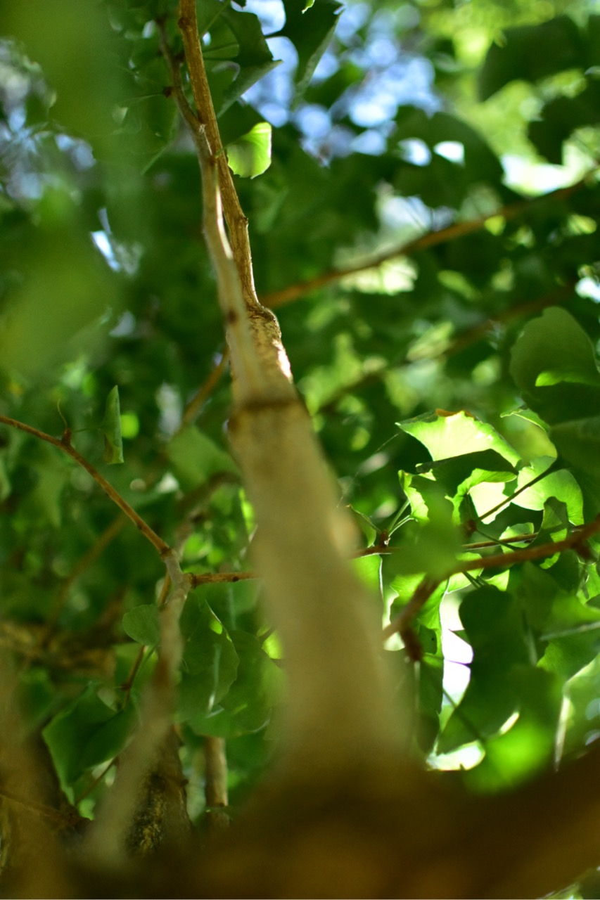 dsc 0680 foto gaby mueller ramart natura futura