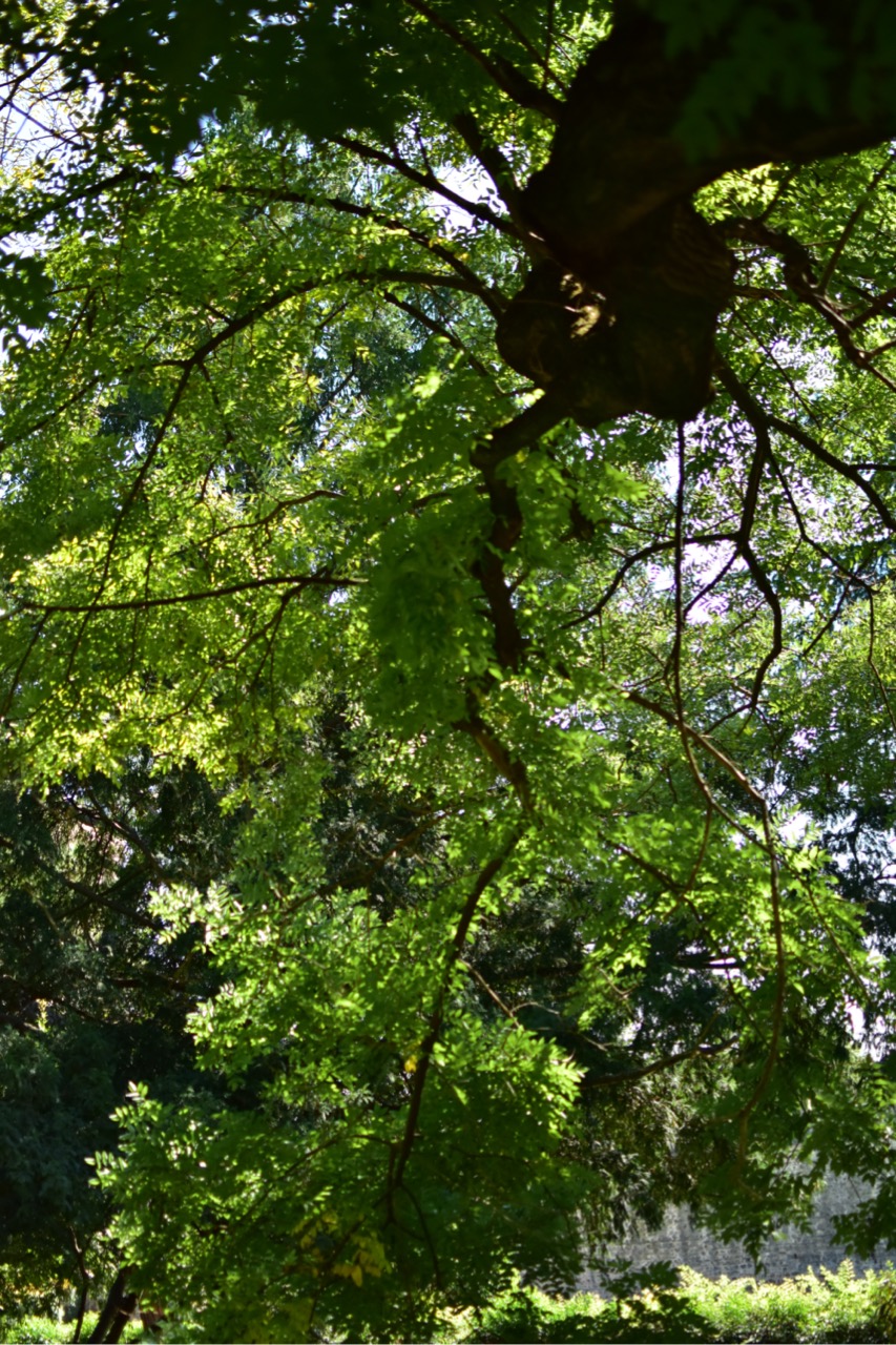 dsc 0689 foto gaby mueller ramart natura futura