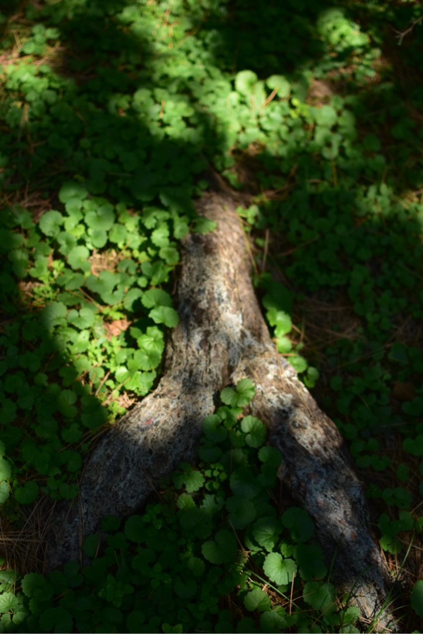 dsc 0709 foto gaby mueller ramart natura futura