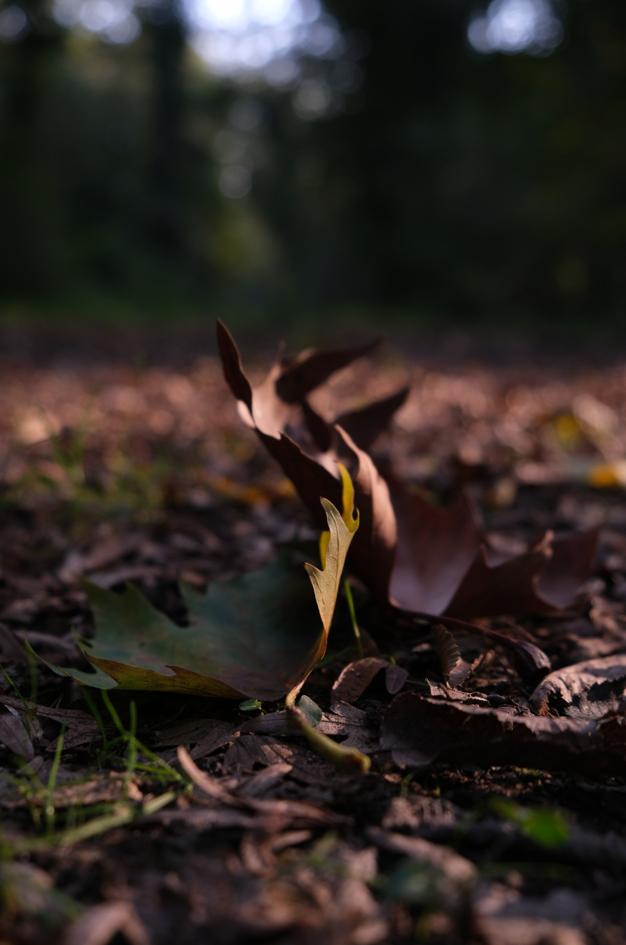 arianna pastorelli enrico marchiotto radure 29 11