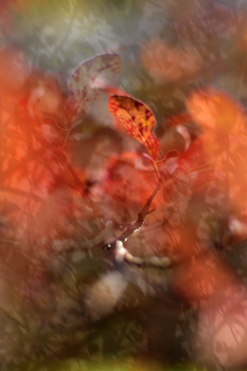 banner come essere albero natura futura 2