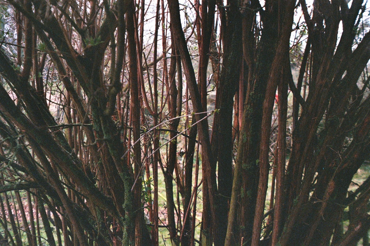 banner come essere albero natura futura 6