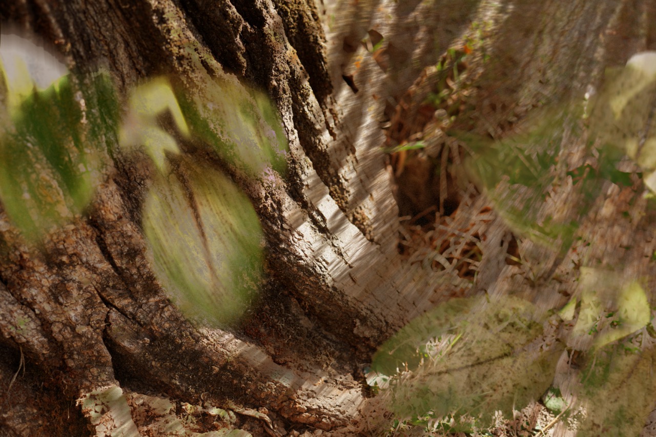 banner come essere albero natura futura 7