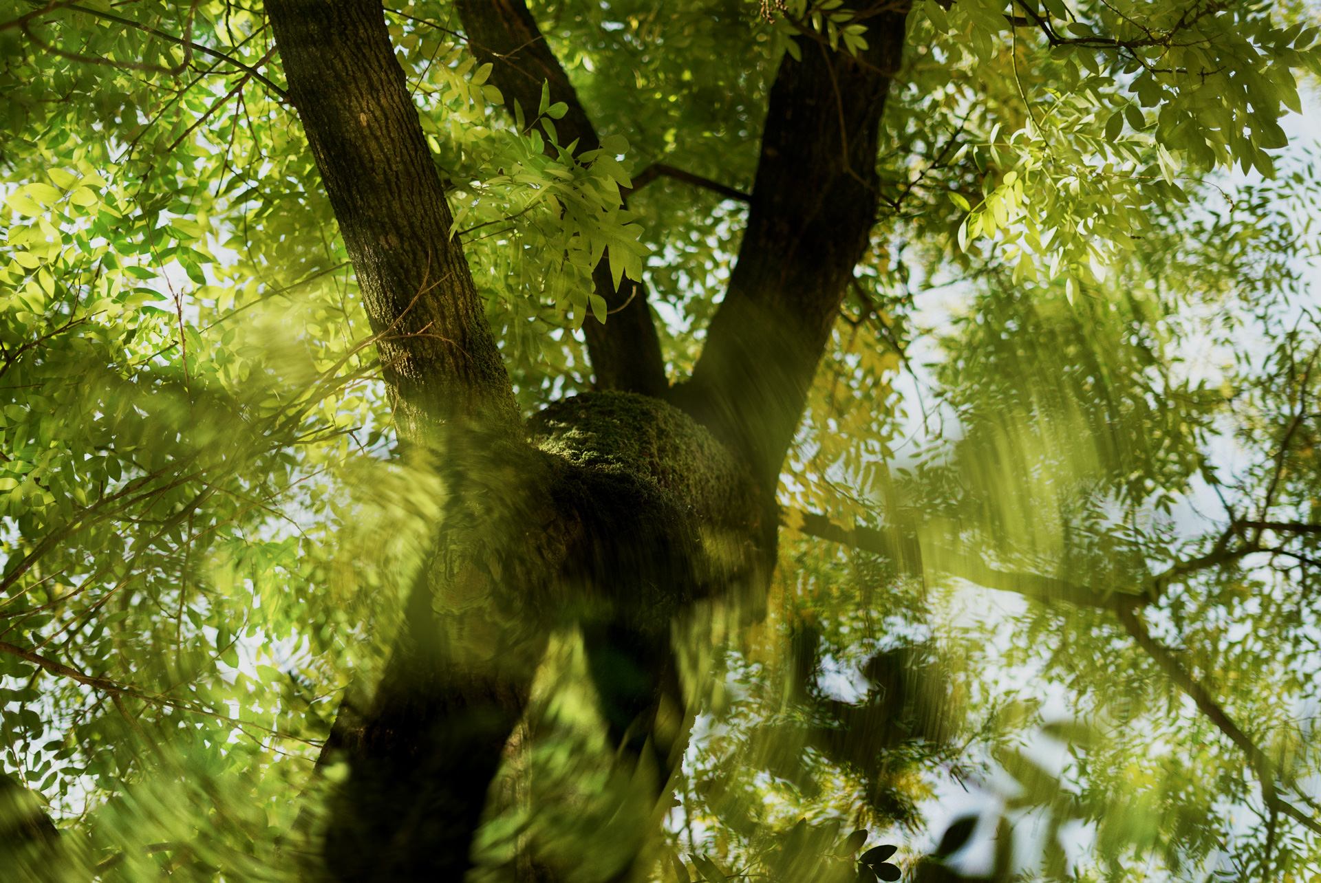 banner come essere albero natura futura